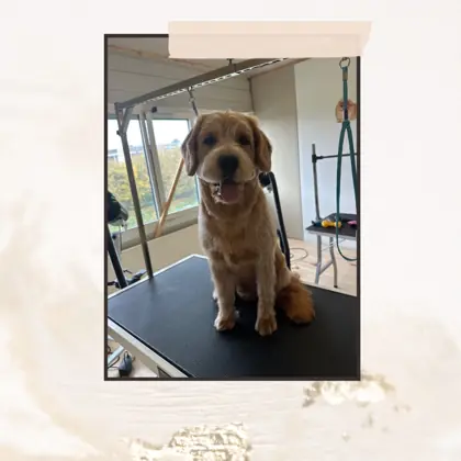 Hund im Hundesalon Happy Dog Spa Wil – Bild 1