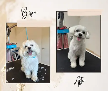 Hund nach der Pflege im Hundesalon Happy Dog Spa Wil