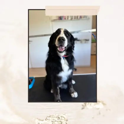 Hund im Hundesalon Happy Dog Spa Wil – Bild 3