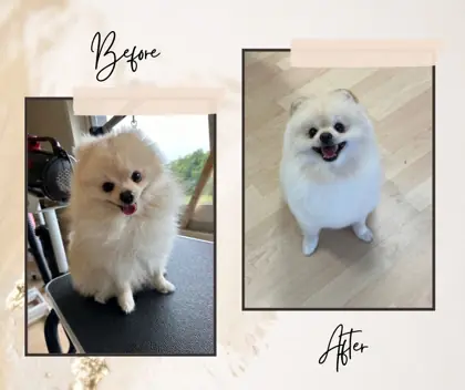 Hund nach der Pflege im Hundesalon Happy Dog Spa Wil