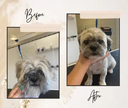 Hund nach der Pflege im Hundesalon Happy Dog Spa Wil