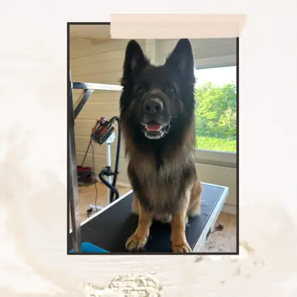 Hund nach der Pflege im Hundesalon Happy Dog Spa Wil