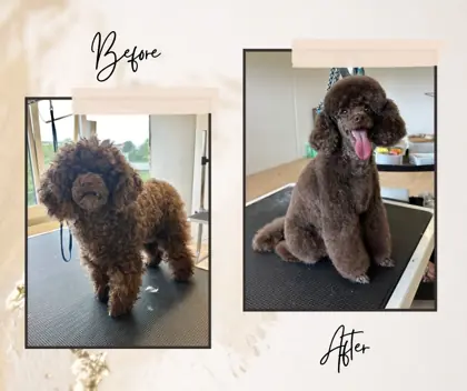 Hund im Hundesalon Happy Dog Spa Wil – Bild 7