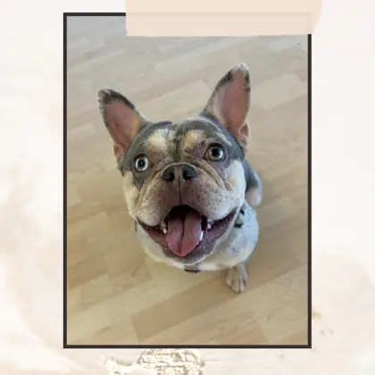 Hund im Hundesalon Happy Dog Spa Wil – Bild 8