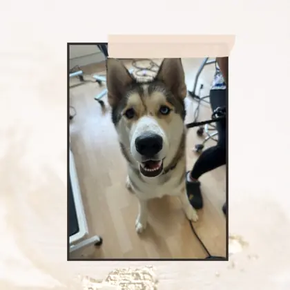 Hund nach der Pflege im Hundesalon Happy Dog Spa Wil