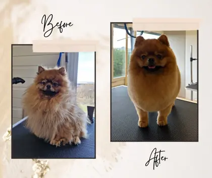 Hund nach der Pflege im Hundesalon Happy Dog Spa Wil