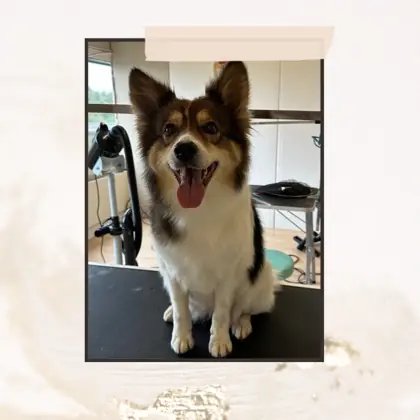 Hund nach der Pflege im Hundesalon Happy Dog Spa Wil