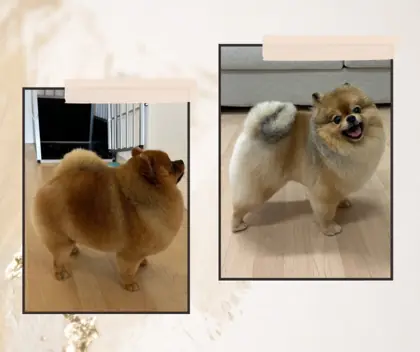 Hund nach der Pflege im Hundesalon Happy Dog Spa Wil