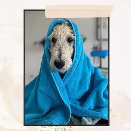 Hund im Hundesalon Happy Dog Spa Wil – Bild 13