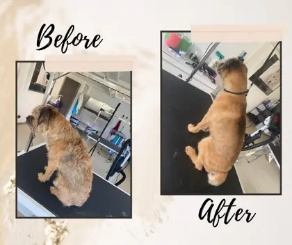 Hund im Hundesalon Happy Dog Spa Wil – Bild 15
