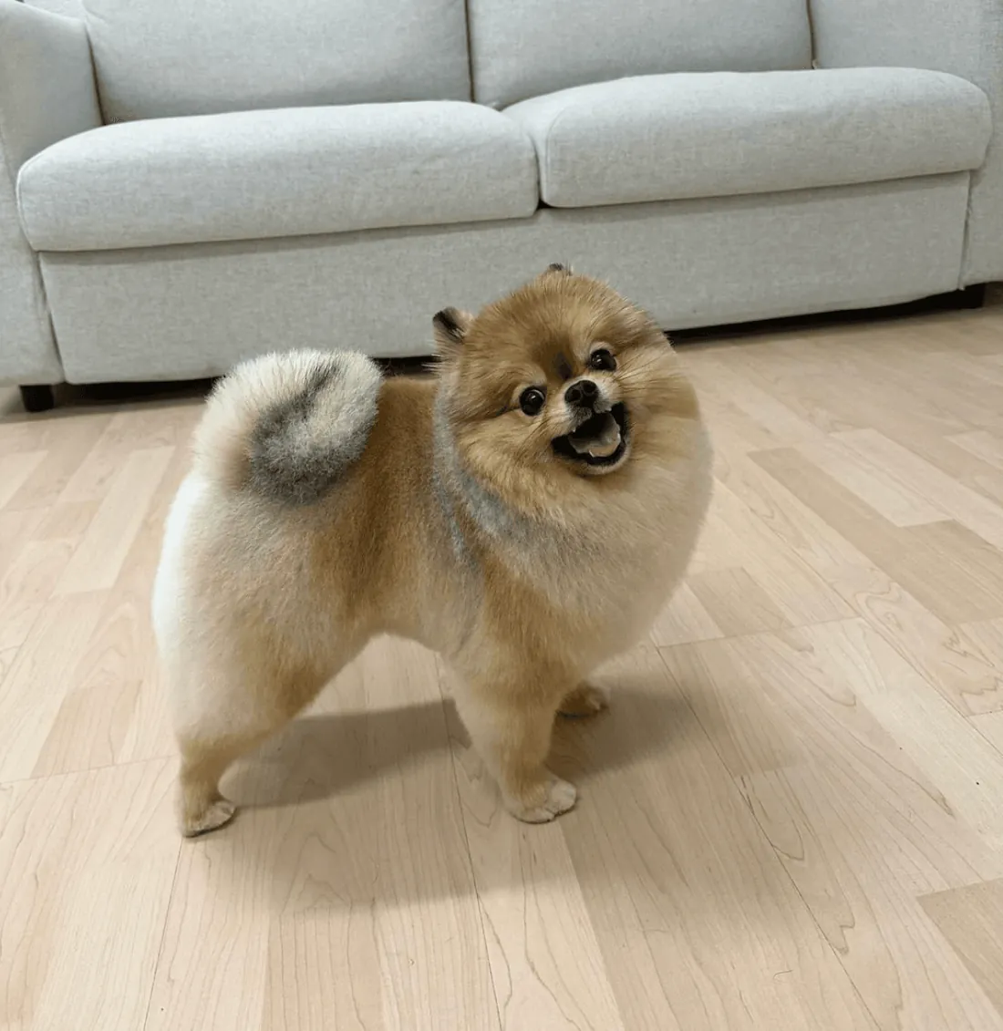 Frisch gepflegter Zwergspitz nach dem Besuch im Hundesalon Happy Dog Spa