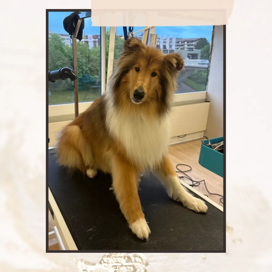 Baden und Unterwolle entfernen im Hundesalon Happy Dog Spa