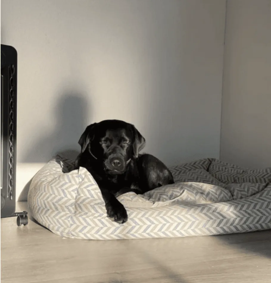 Schwarzer Labrador entspannt im Hundebett