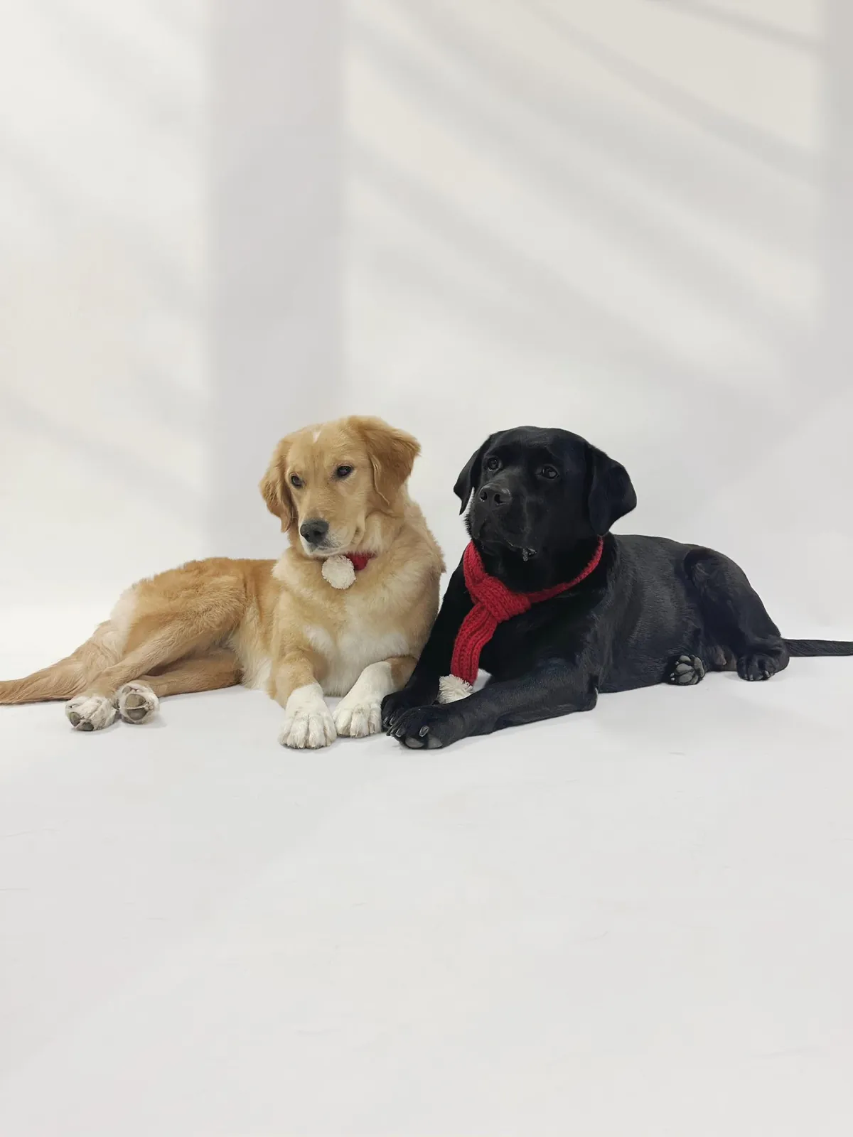 Mimi und Lilly, die Hunde der Familie